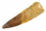 Bargain, Fossil Spinosaurus Tooth - Composite Tip #298137-1